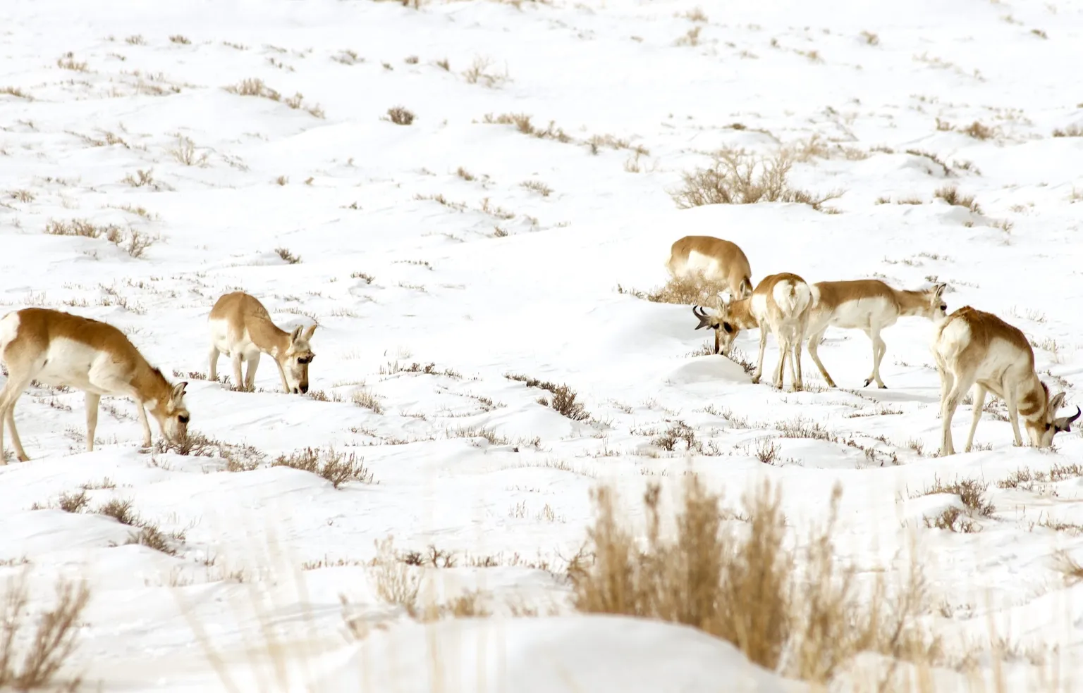 Wyoming Trims Pronghorn Corridor, Stirring Pushback from Biologists