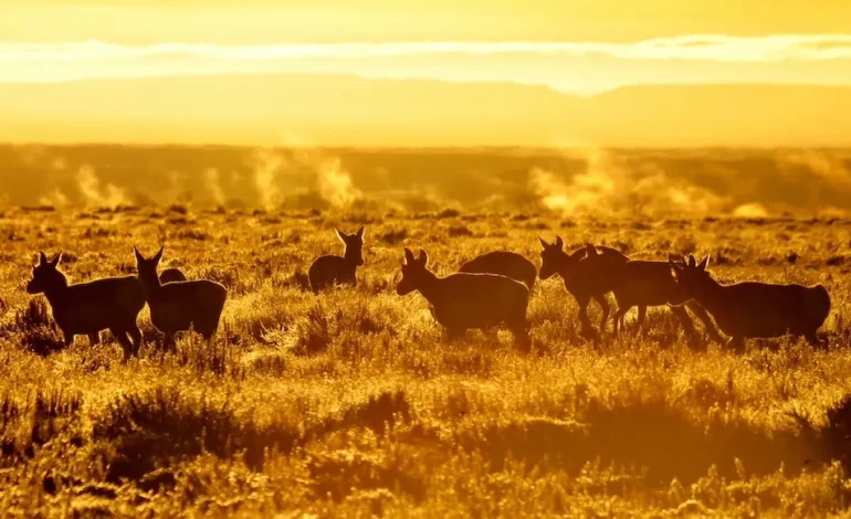 Wyoming Backs Full Pronghorn Migration Route After Public Outcry