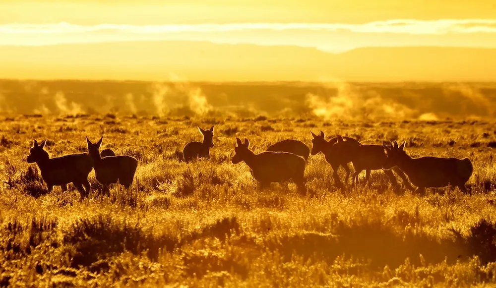 Wyoming Backs Full Pronghorn Migration Route After Public Outcry