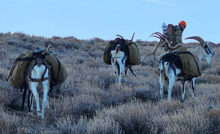 Elk Down—Now What? The real Wyoming guide to getting meat out: gutless quartering, DIY sleds & pack goats