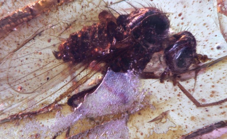 Tiny time capsules: first South American amber insects reveal a very different ancient Amazon