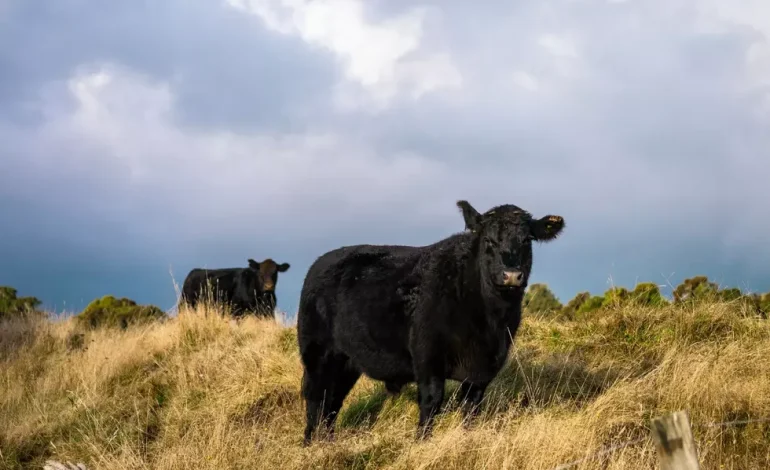 Wyoming Teen Dies After Car Hits Escaped Bull Near Sheridan