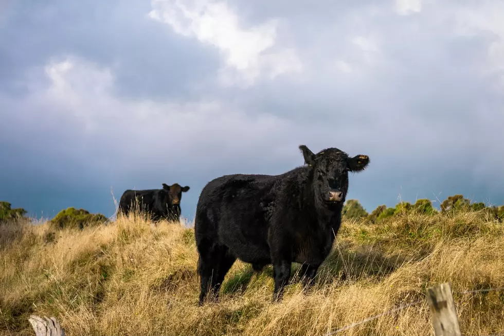 Wyoming Teen Dies After Car Hits Escaped Bull Near Sheridan