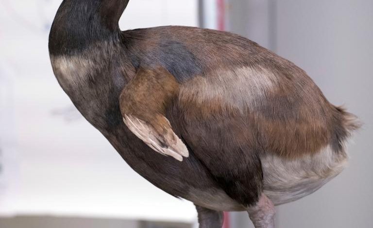 Texas startup edges dodo’s return closer with a pigeon-cell breakthrough