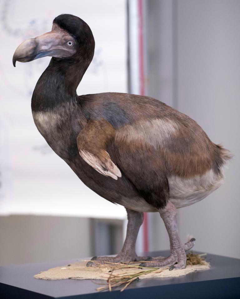 Texas startup edges dodo’s return closer with a pigeon-cell breakthrough