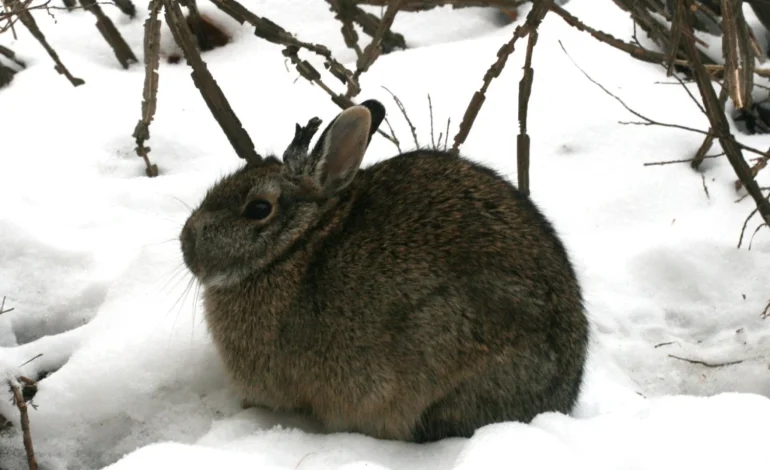 ‘Zombie’ Rabbits Near Fort Collins? Wyoming Game & Fish Says It’s Just Warts—Not Weirdness