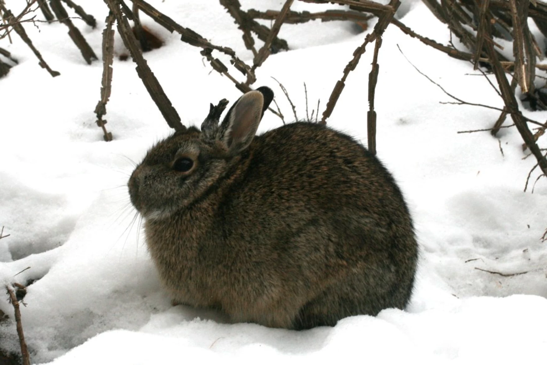 ‘Zombie’ Rabbits Near Fort Collins? Wyoming Game & Fish Says It’s Just Warts—Not Weirdness