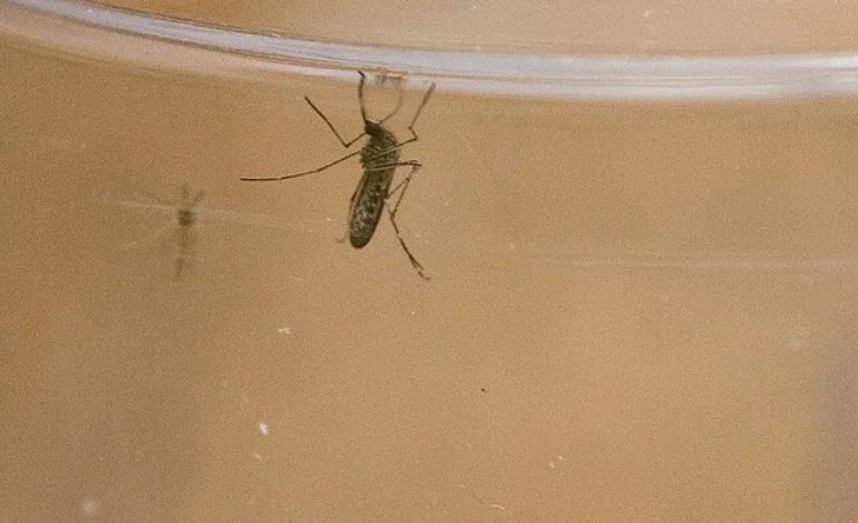 West Nile is climbing in Wyoming — here’s what to know