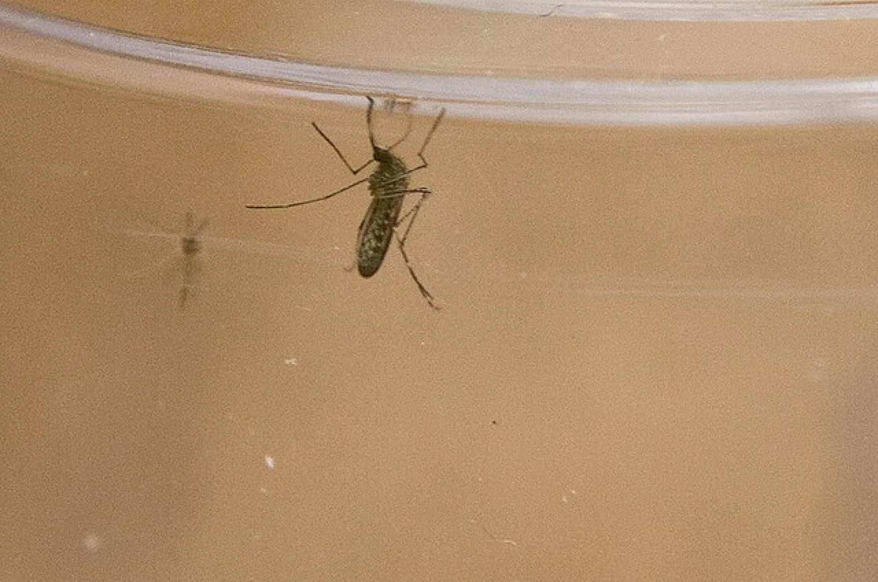 West Nile is climbing in Wyoming — here’s what to know