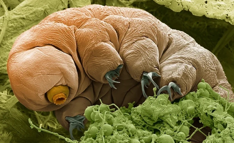 Borrowing the water bear’s superpowers