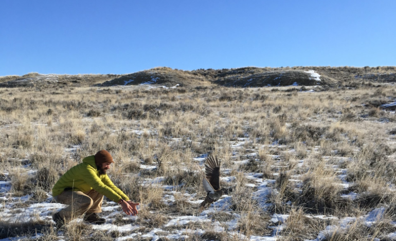 Statewide sage grouse boom, northeast bust: House Draw Fire leaves a scar