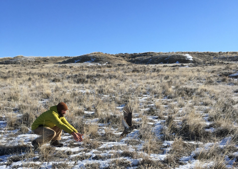 Statewide sage grouse boom, northeast bust: House Draw Fire leaves a scar