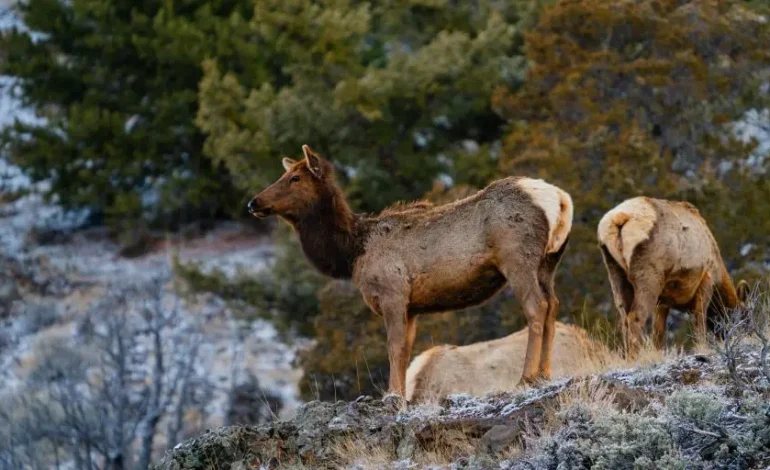 CWD pops up in new Wyoming elk hunt area for the first time