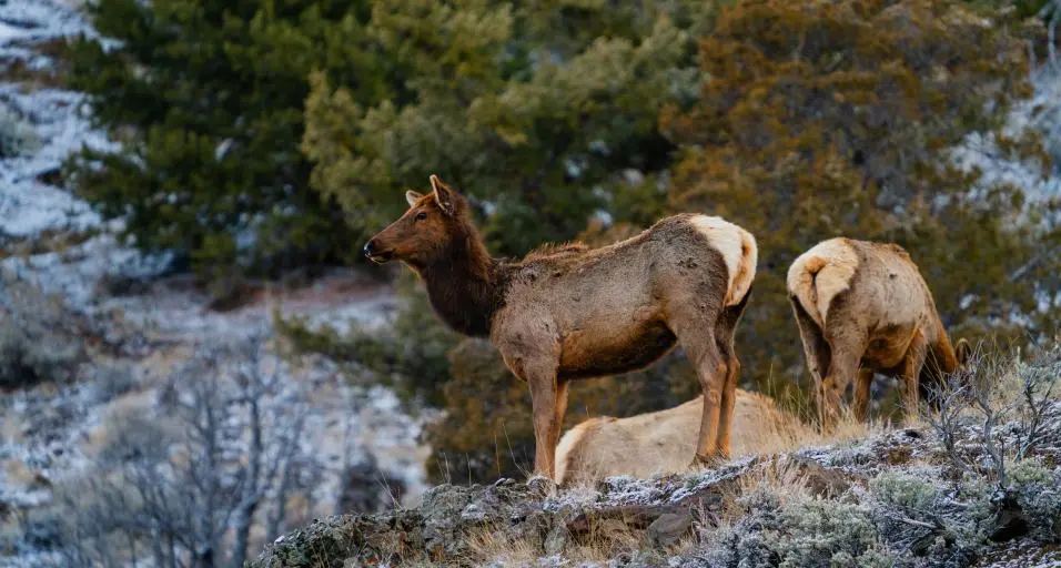 CWD pops up in new Wyoming elk hunt area for the first time