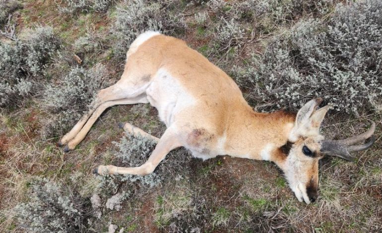 Eight-Year Poaching Probe Nets Convictions From Wyoming to Minnesota