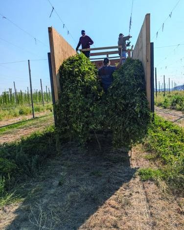 Wyoming’s Pioneer Hop Farm Just Had Its Biggest Harvest Yet