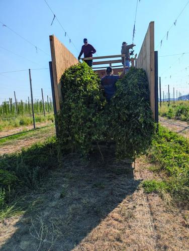 Wyoming’s Pioneer Hop Farm Just Had Its Biggest Harvest Yet