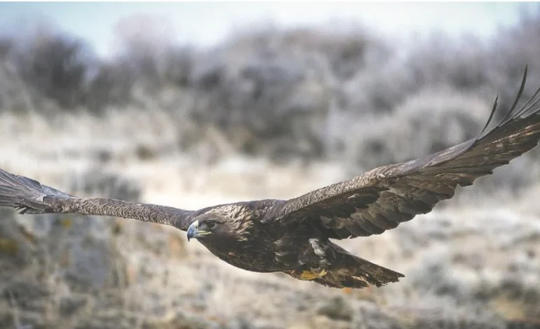 Wyoming’s Golden Eagles are Slipping — Scientists Say Lead Ammo is a Big Culprit