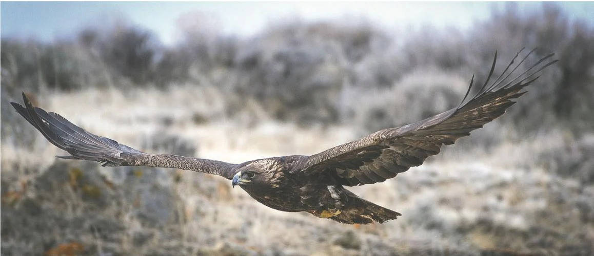 Wyoming’s Golden Eagles are Slipping — Scientists Say Lead Ammo is a Big Culprit