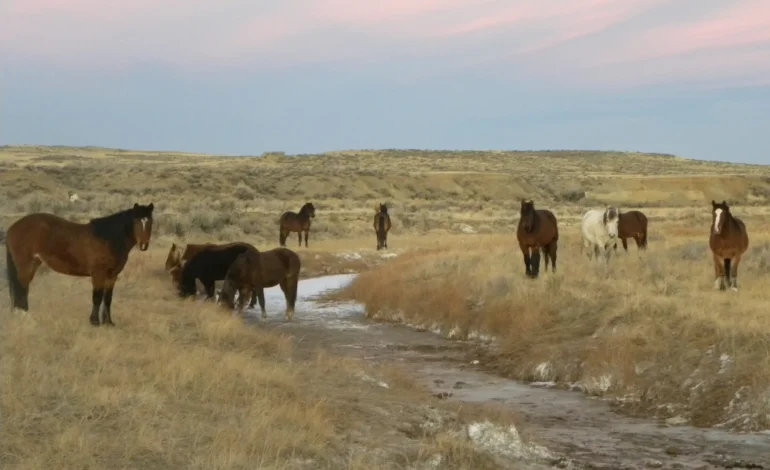 Wild Horses in the West Aren’t Picky Eaters