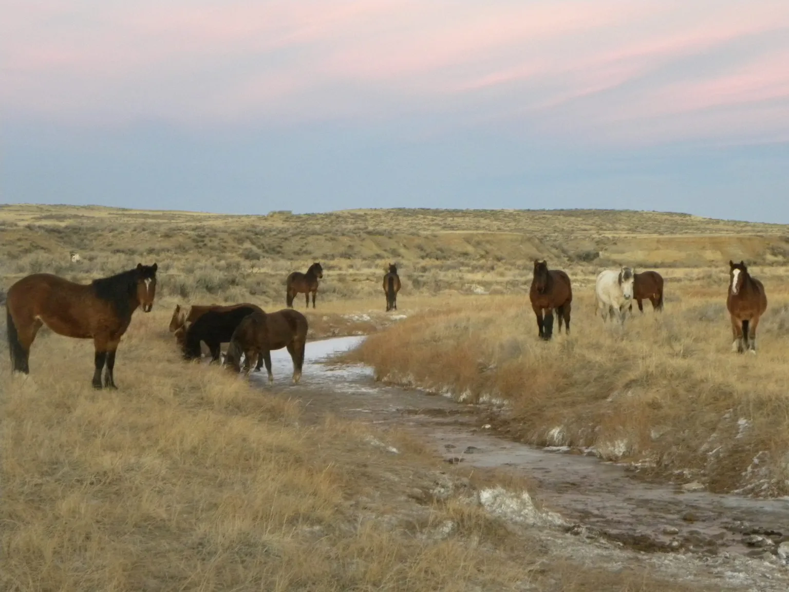 Wild Horses in the West Aren’t Picky Eaters
