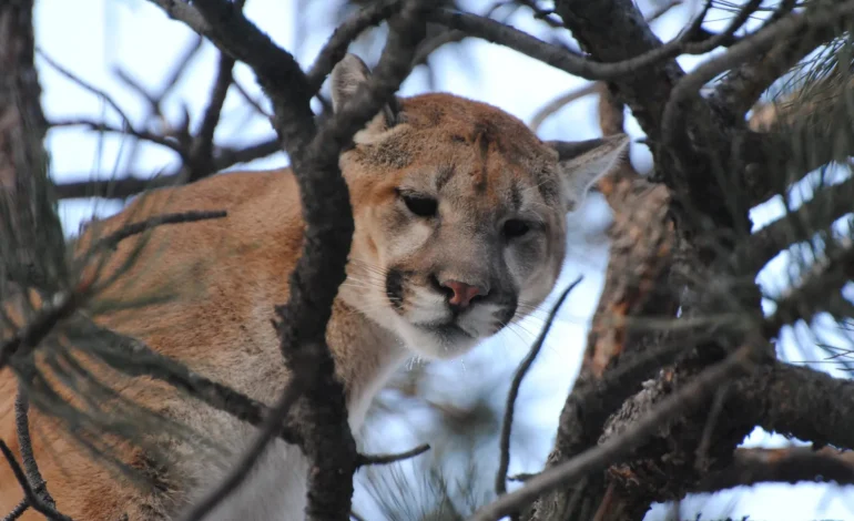 Spook a Wyoming lion at dinner? It’ll be back for seconds.