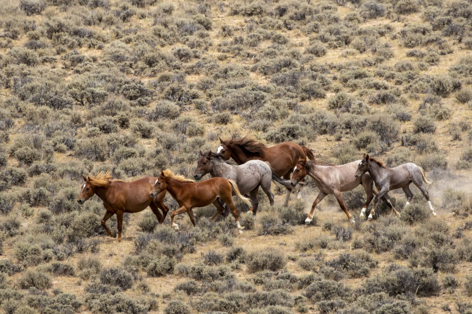 Stuck in the Squares: Wyoming’s Checkerboard Horse Fight Drags On