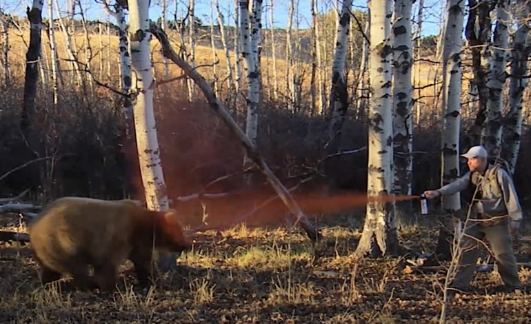 Yellowstone Grizzlies Are Dying Faster Than Ever in 2025