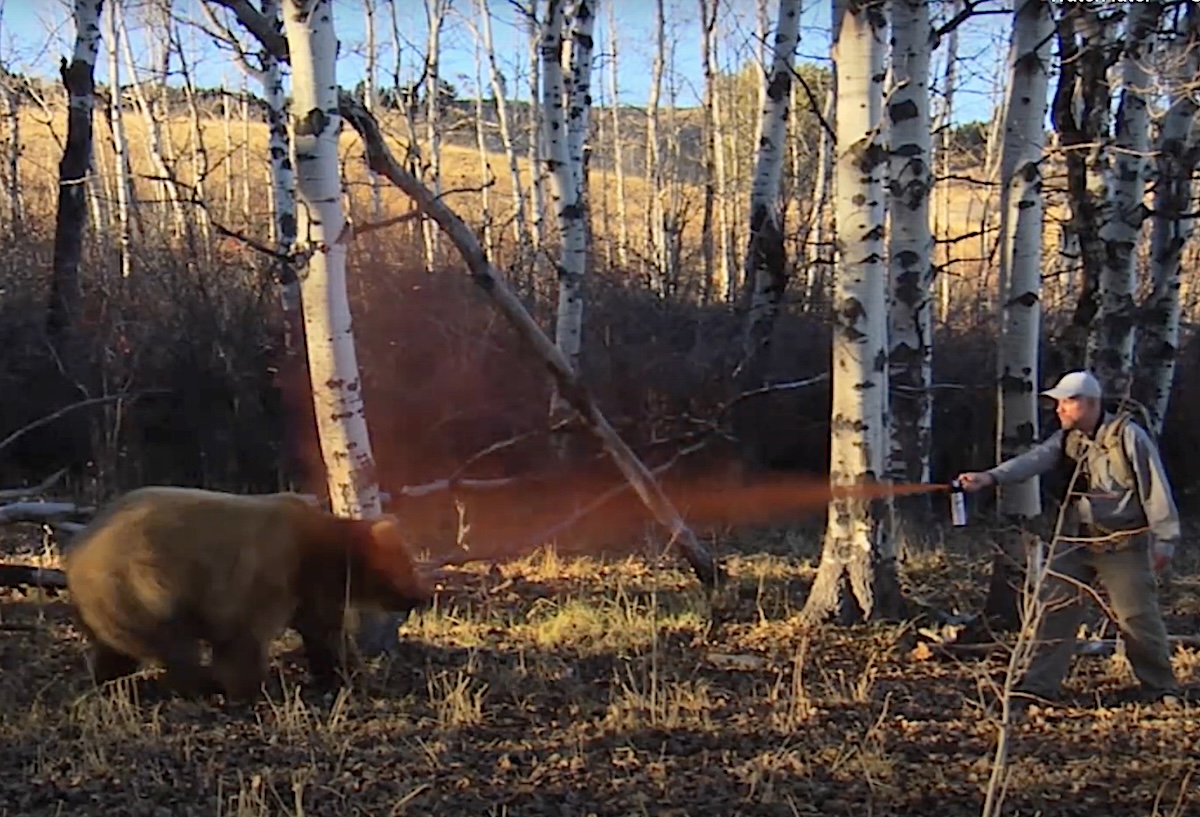 Yellowstone Grizzlies Are Dying Faster Than Ever in 2025