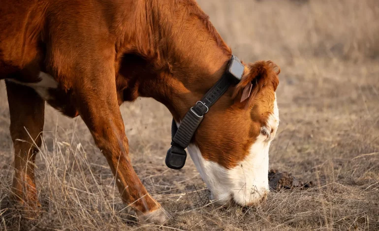 Try Before You Buy: Sheridan Land Trust Lets Ranchers Test “Virtual Fencing” in the Field