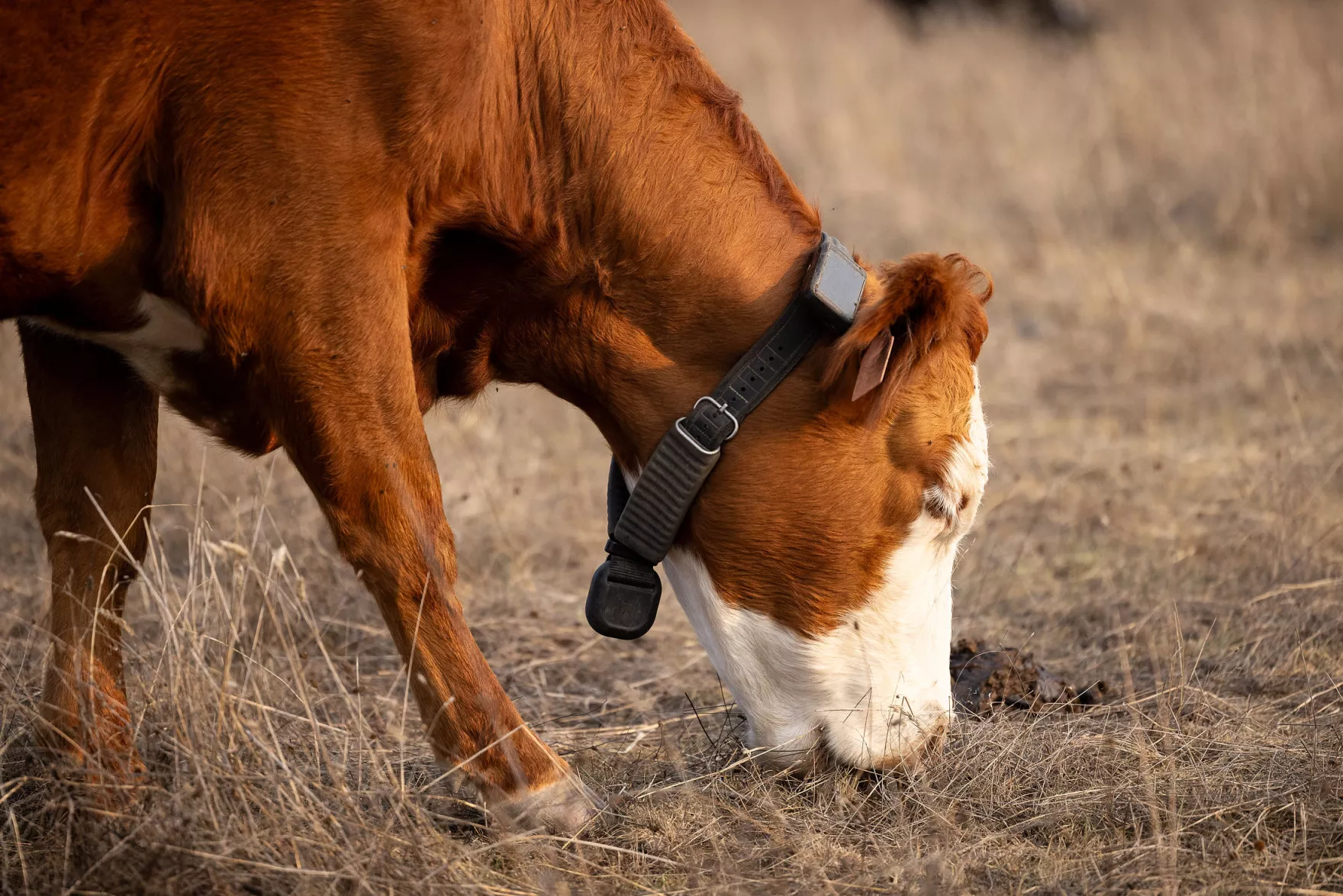 Try Before You Buy: Sheridan Land Trust Lets Ranchers Test “Virtual Fencing” in the Field