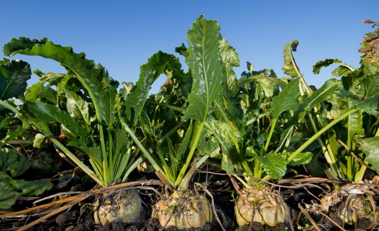Wyoming Beet Growers: It’s Cheap Imports, not Ozempic, Tanking Sugar Prices