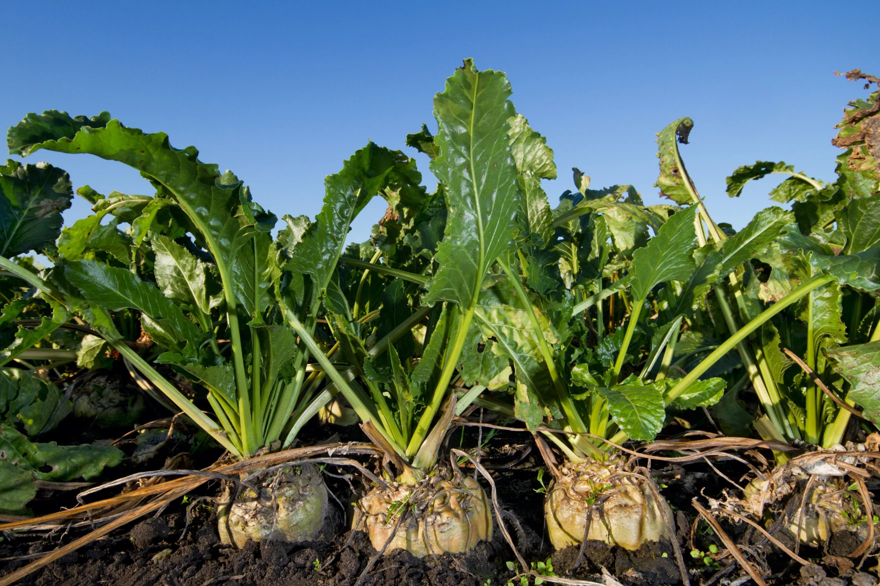 Wyoming Beet Growers: It’s Cheap Imports, not Ozempic, Tanking Sugar Prices