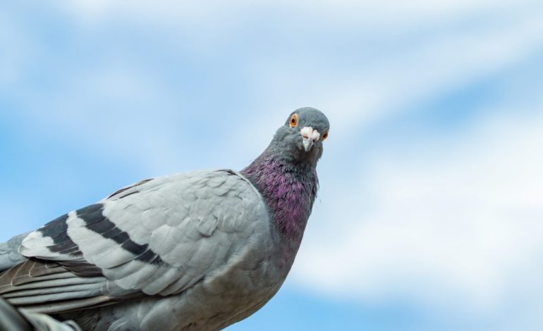 Dove-killing virus surfaces across Wyoming