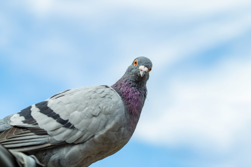 Dove-killing virus surfaces across Wyoming