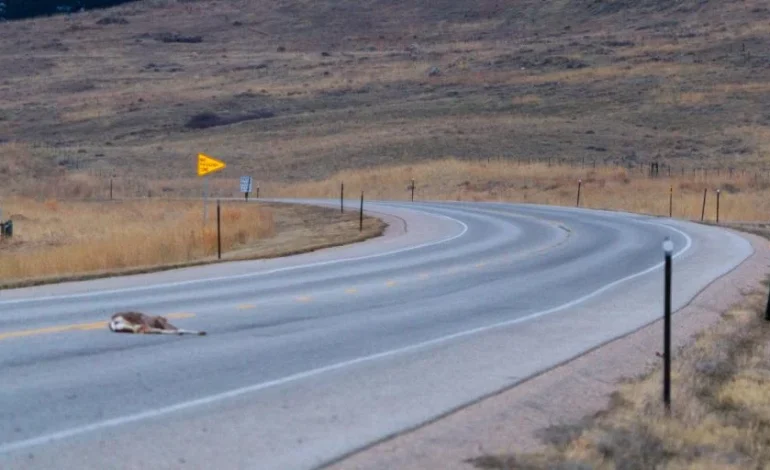 Want to Take Home Roadkill in Wyoming? Game and Fish Says You Need Permission First