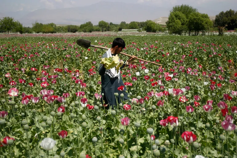 Afghanistan’s opium trade collapses, but synthetic drug surge takes its place