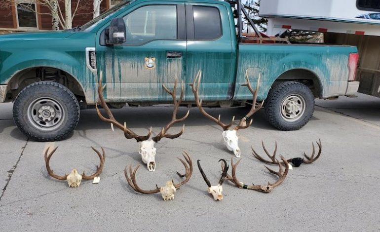 Idaho Falls Man Busted After Years-Long Wyoming Poaching Probe