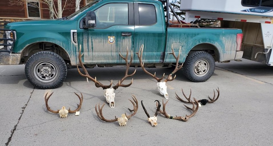 Idaho Falls Man Busted After Years-Long Wyoming Poaching Probe