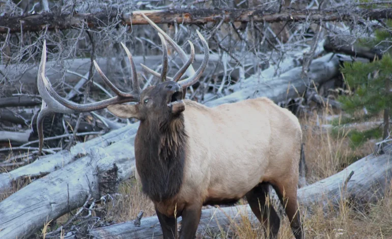 Wyoming’s Hot-Button Hunting Fight Is Back: Lawmakers Eye Sellable Landowner Tags by 2026