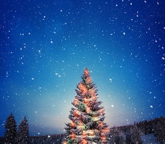 Cut-Your-Own Christmas Tree Permits Now On Sale Across Wyoming