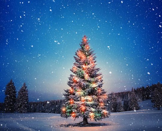 Cut-Your-Own Christmas Tree Permits Now On Sale Across Wyoming