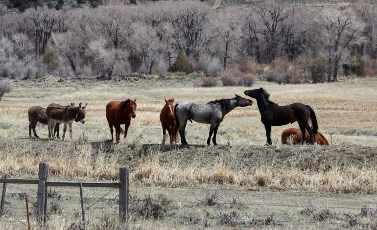 ‘Hit Pause on Hauling’: State Vets Urge Wyoming Horse Owners to Quarantine Amid EHV-1 Scare
