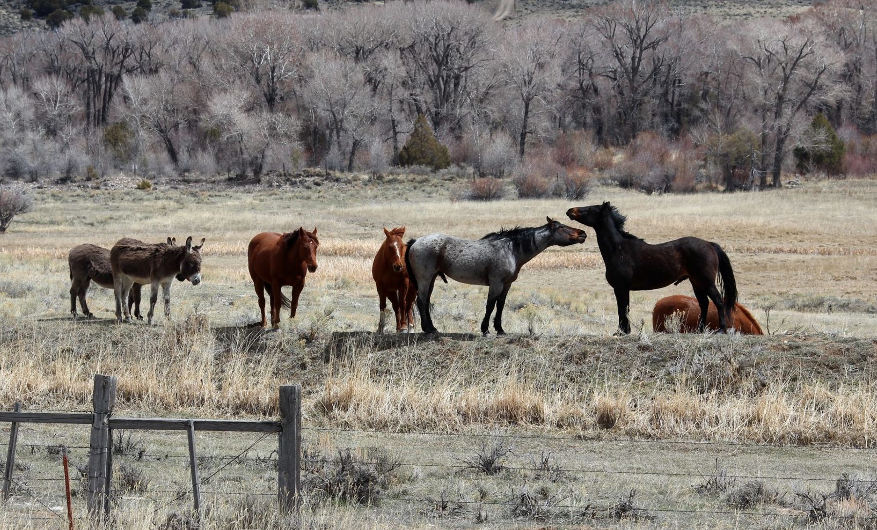 ‘Hit Pause on Hauling’: State Vets Urge Wyoming Horse Owners to Quarantine Amid EHV-1 Scare