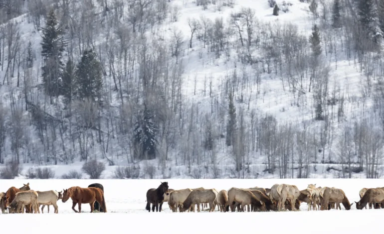 Wyoming Horse Owners on Alert After Possible Exposure to Contagious Virus
