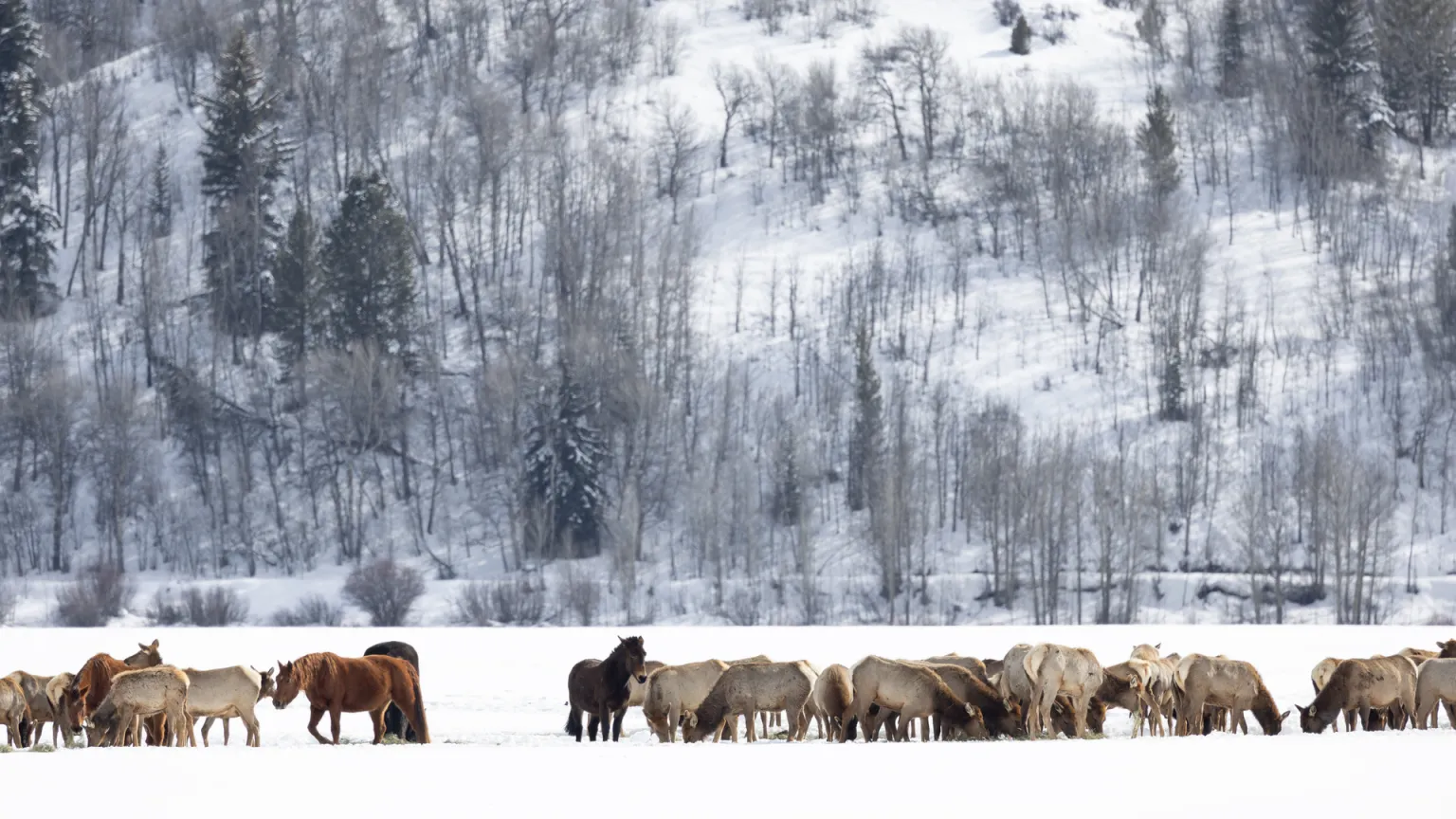 Wyoming Horse Owners on Alert After Possible Exposure to Contagious Virus