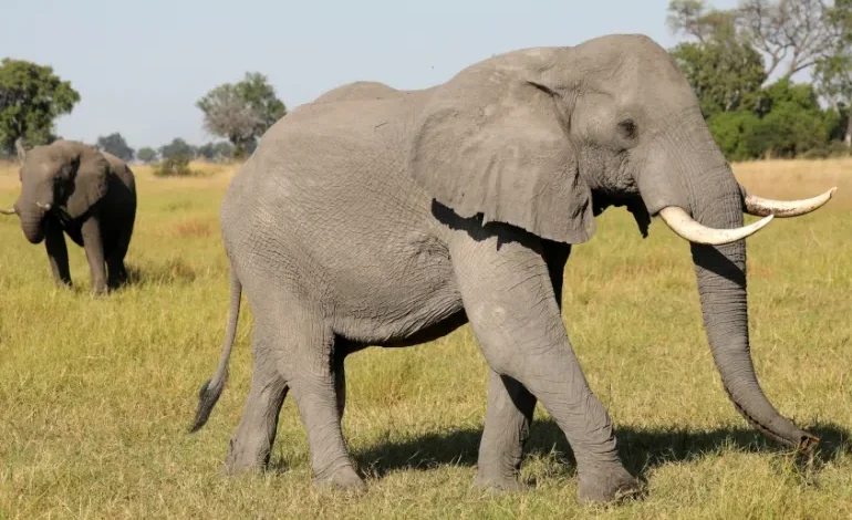 Botswana’s bigger elephant hunting quota sparks conservation fight