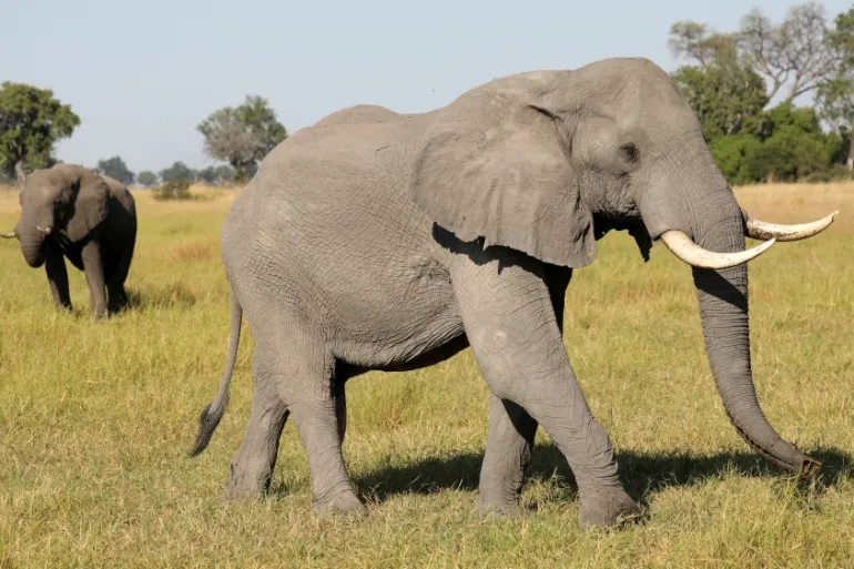 Botswana’s bigger elephant hunting quota sparks conservation fight