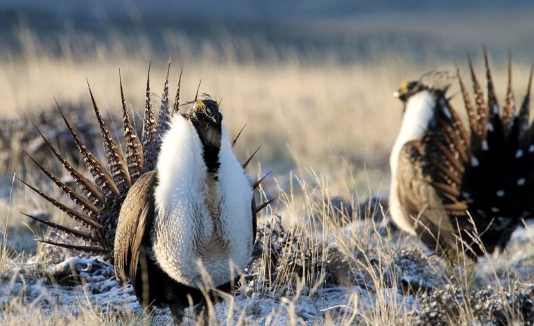 New Sage Grouse Plan Sparks Wyoming Showdown: “Holiday Gift” to Industry or Business-as-Usual?