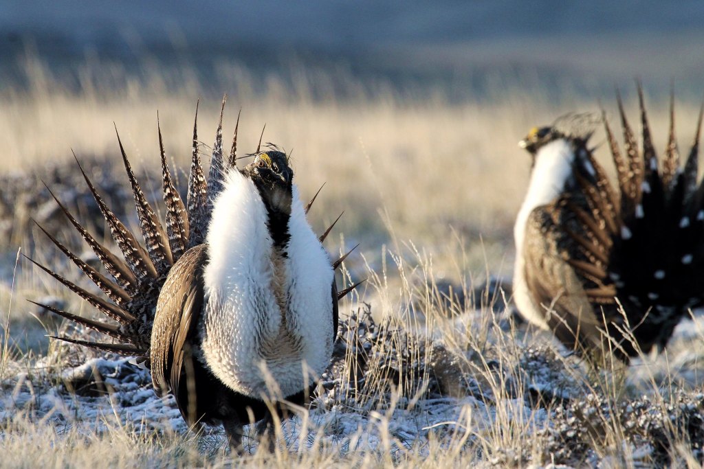 New Sage Grouse Plan Sparks Wyoming Showdown: “Holiday Gift” to Industry or Business-as-Usual?